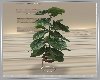 Roman Plant