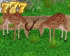 Deers w/Poses