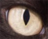 Cat eye's