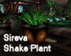 Sireva Shake Plant 