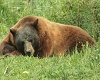 Sleeping Bear Art