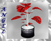 ~A~ Valentine Plant