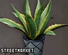 Potted Agave Plant