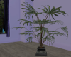 Lake Home Potted Palm