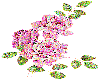 (G) Pink roses 2