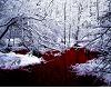 Iceblood Picture