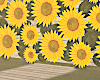 Sunflower Photo Room
