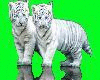 White tiger cubs picture