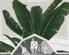 Modern House Plant