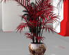 perseus red plant