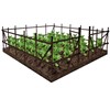 POTATO PLOT