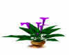 *PRN*Purple floral Plant