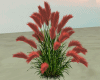 DER:  Garden Pampas