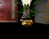 golden dragon plant