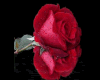 SK Flash Rose Sticker