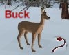 Devil~Buck(deer)