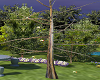 Tree Love