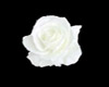 (M)*falling white rose