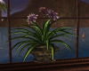 CCP Tropics Flower/Plant