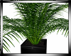{RJ} Palm Plant 