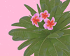Fangipani Plant