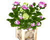 Easter Roses Glow Pot
