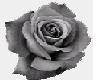 Gray Rose