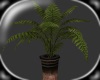 SAL~ Pot Fern