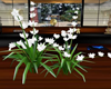 Sosai Shrine WhiteOrchid