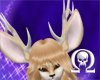 Dahlia Deer Ears