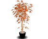 Plant~Orange~Ornamental