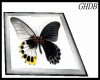 GHDB Butterfly Blk/Wht