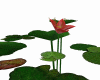 Red Lotus 1