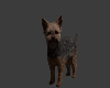 Yorkie