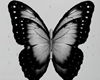 Grey Wall Butterfly
