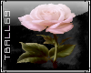 pink rose sticker