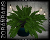 [Z] Sphinx Plant 1