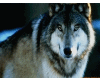 wild blue wolf