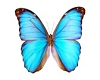 BL Butterfly