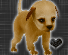 *-*Cute Brown Dog