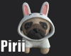 Pug in Outfit v1