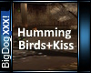 [BD]HummingBirds+Kiss