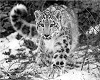 Snow Leopard Picture