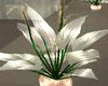 {a7}Light Lily plant