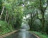 Camino A El Yunque Fondo