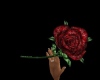!CB-Red Rose