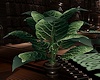 (PT) C.Dragon Plant