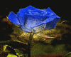 rose ani