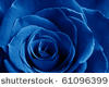 The blue rose
