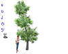 enJOY Animated Pine Tree